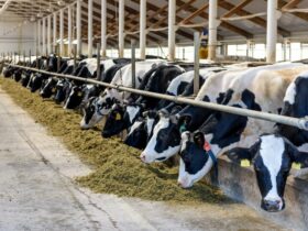 Bird flu was detected in dairy cattle in multiple US states