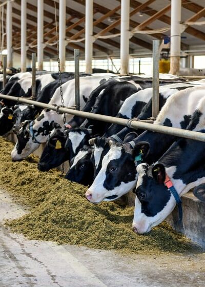Bird flu was detected in dairy cattle in multiple US states