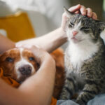 Antibiotic-resistant Bacteria in Dogs and Cats