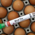Bird Flu in US Cows Risks Impact on Food Supply and Human Health