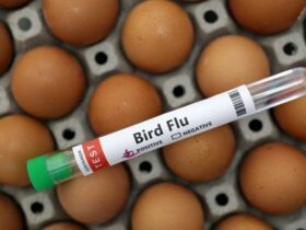Bird Flu in US Cows Risks Impact on Food Supply and Human Health