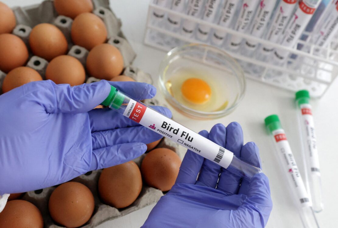 Visual Representation for bird flu testing | Credits: Reuters